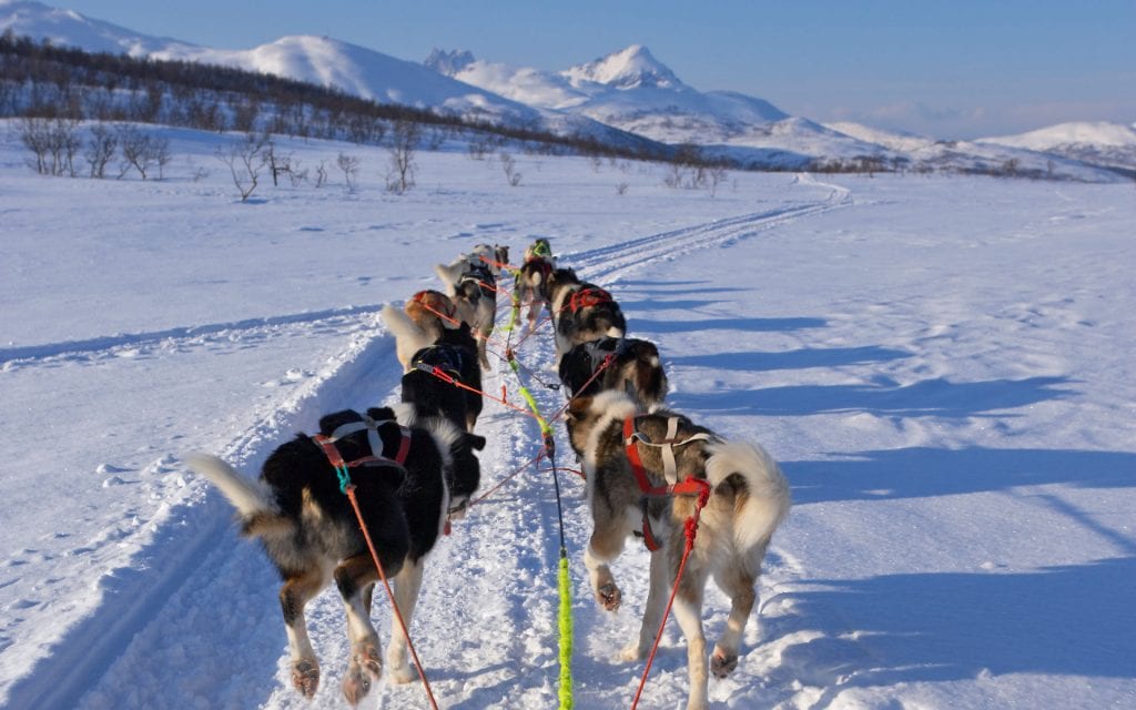 dog sledding tours norway