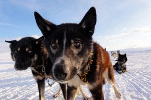 Two huskies curiously looking into camera during spring dog sledding safari in Svalbard