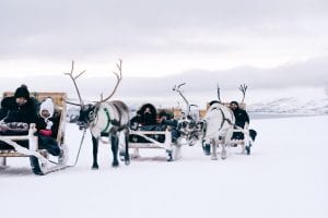 reindeer sledding tromso snowy landscape