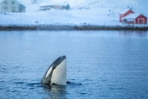 Killer whale surfacing on water in winter in tromso, norway