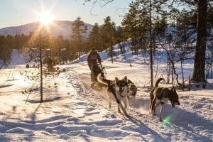 dog sledding on sunny day in arctic norway mountains