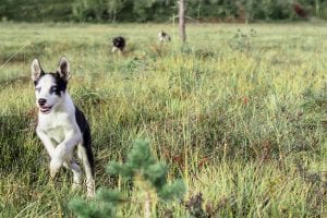 Puppy Training