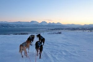 Husky dogsledding excursions in Tromso Norway