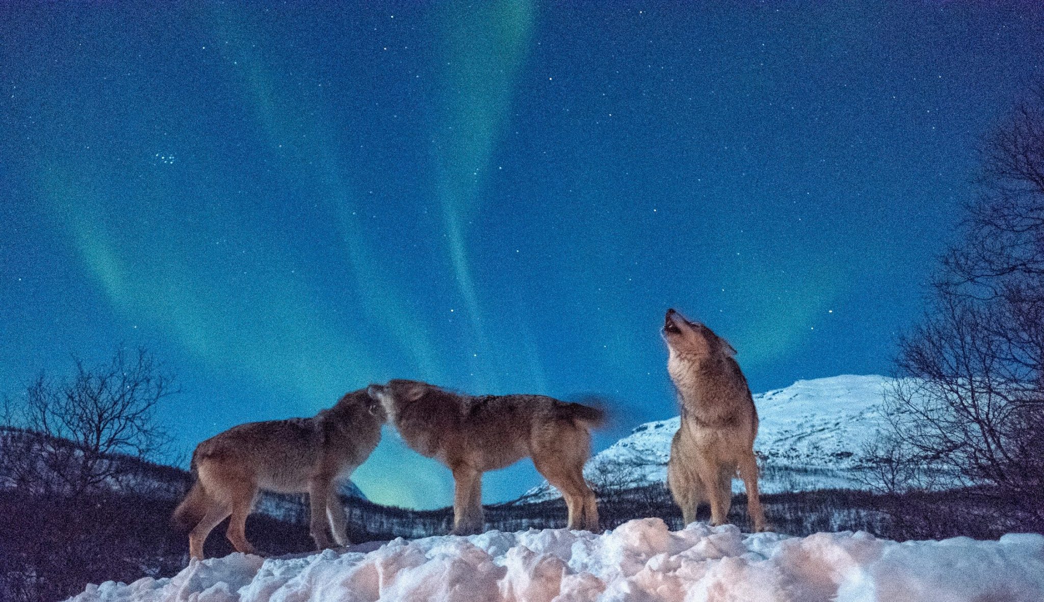 Polar Park Wolf Lodge Wolves Howling With Aurora Northern Lights